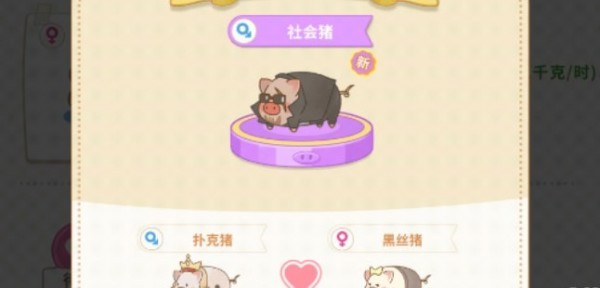 阳光养猪场怎么得到高品质猪 阳光养猪场高品质猪配种获取步骤详解汇总